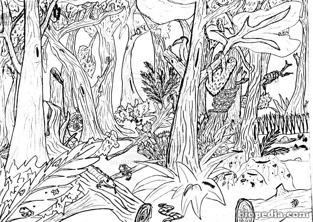 rainforest mandala art coloring pages to print - photo #9