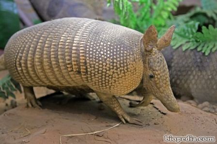 armadillo