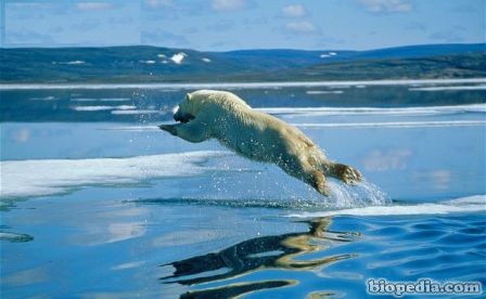 oso polar y cambio climatico