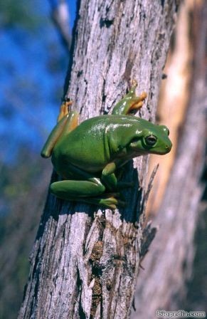 rana arboricola verde australiana