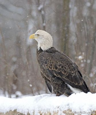 Águila calva | BIOPEDIA