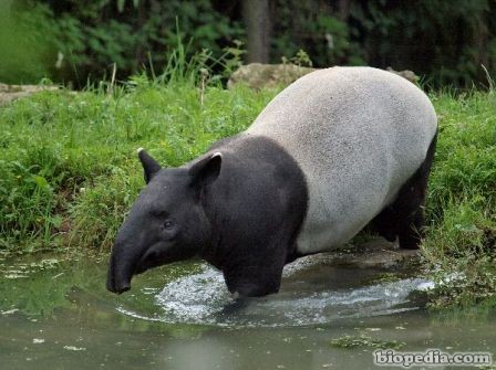 tapir