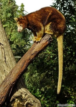 canguro arboricola