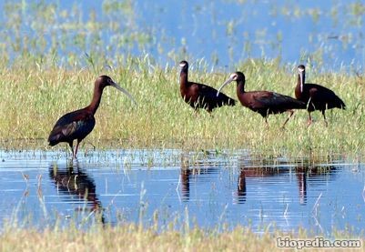 aves en lago