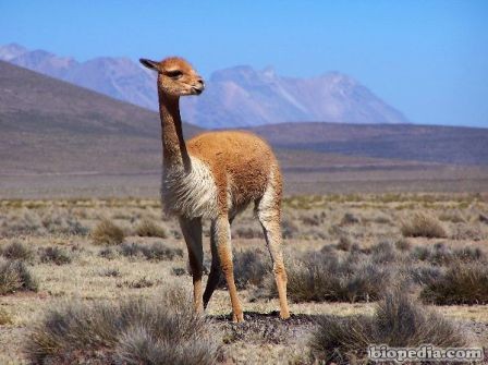 vicuña