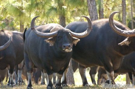 bufalo de agua