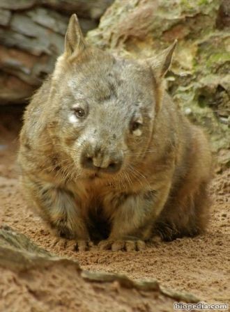 wombat