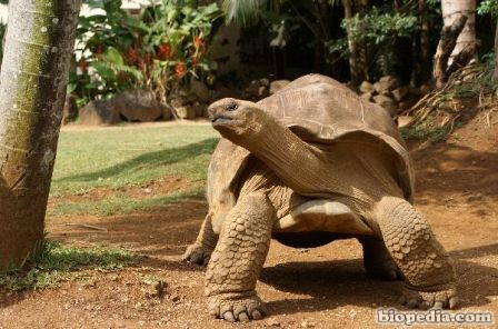 tortuga de las galapagos