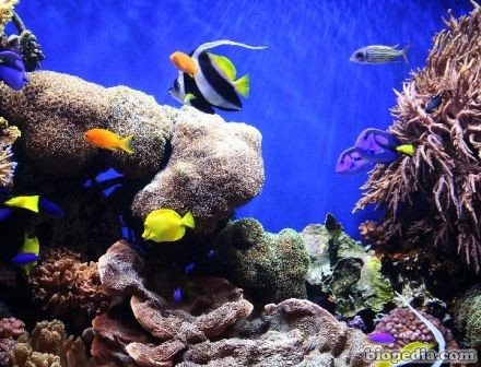 Arrecifes de coral | BIOPEDIA