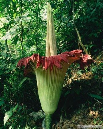 flor cadaver