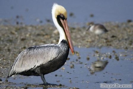 pelicano pardo