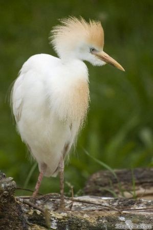 garcilla bueyera