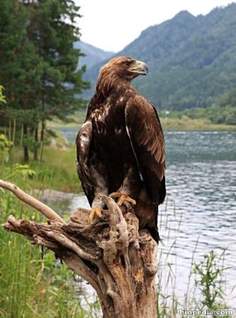 Águila real | BIOPEDIA