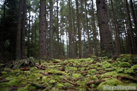 bosques templados