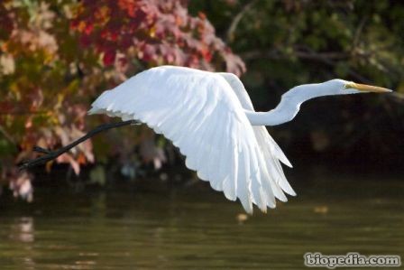 garza blanca