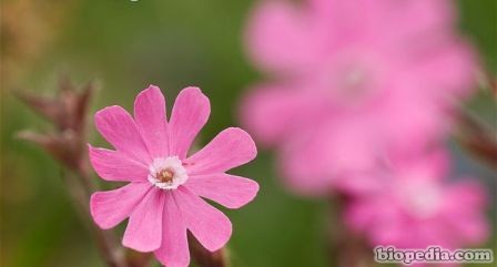 silene dioica