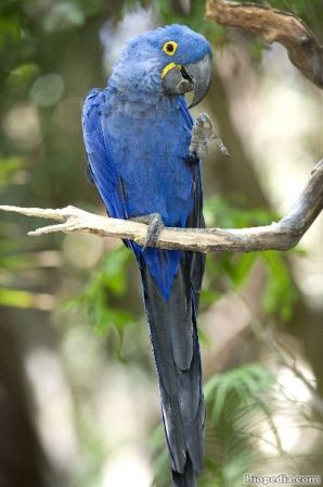 jacinto o guacamayo azul