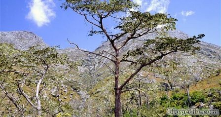 cedro mulanje