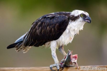 aguila pescadora