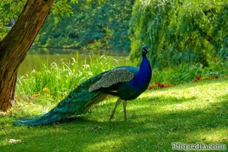 pavo real