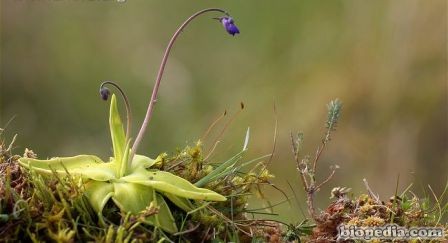 pinguicula