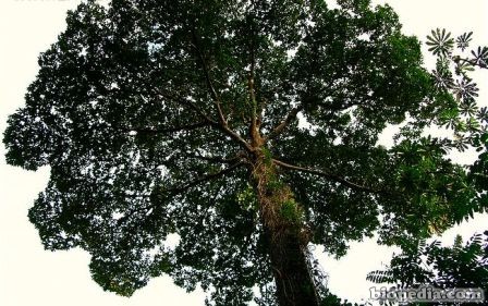 arbol de castaña