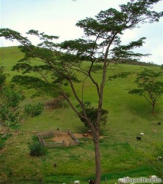 jacaranda de brasil