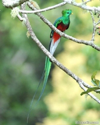 quetzal