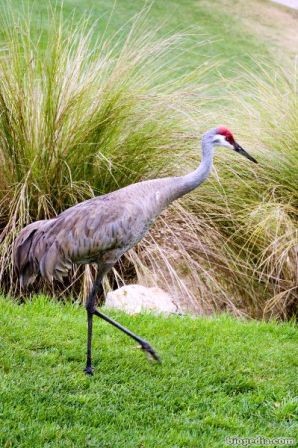 grulla canadiense