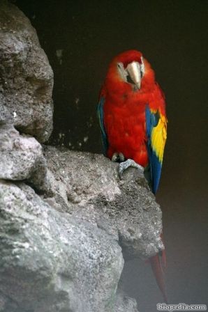 guacamaya roja