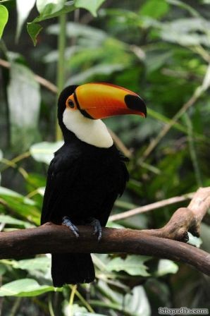 tucan