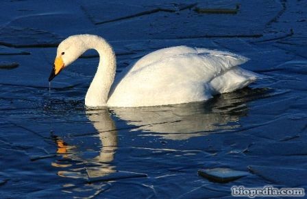 cisne chico