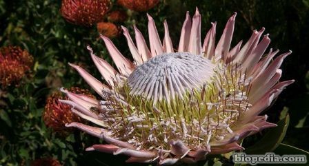 protea