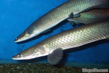 arapaima