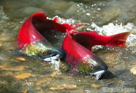 salmon rojo