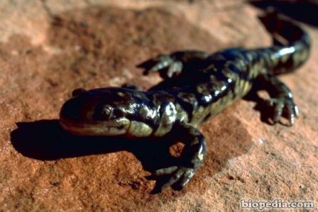 salamandra tigre