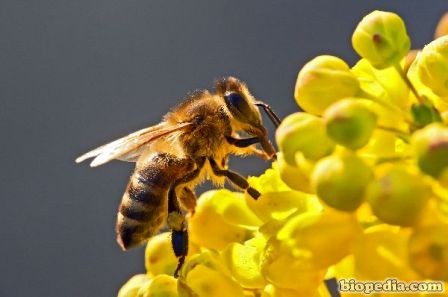 abeja de la miel