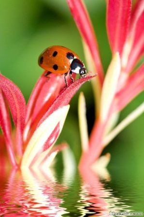 mariquita o cantarina