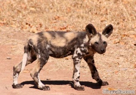 perro salvaje africano