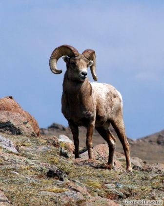 imborrego cimarron