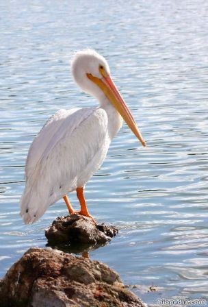 pelicano blanco