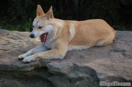 dingo