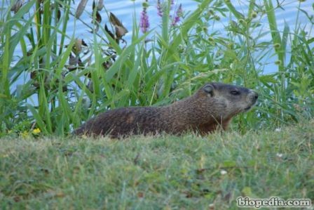 marmota canadiense