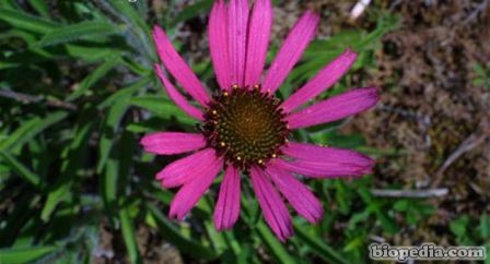 flor conica purpura de tenesse