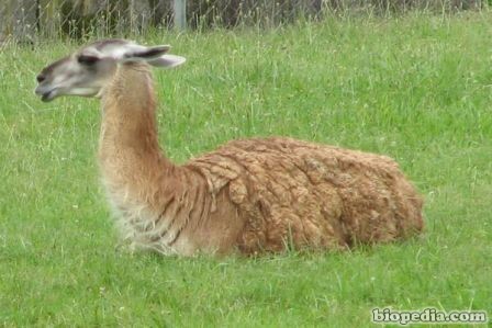 guanaco