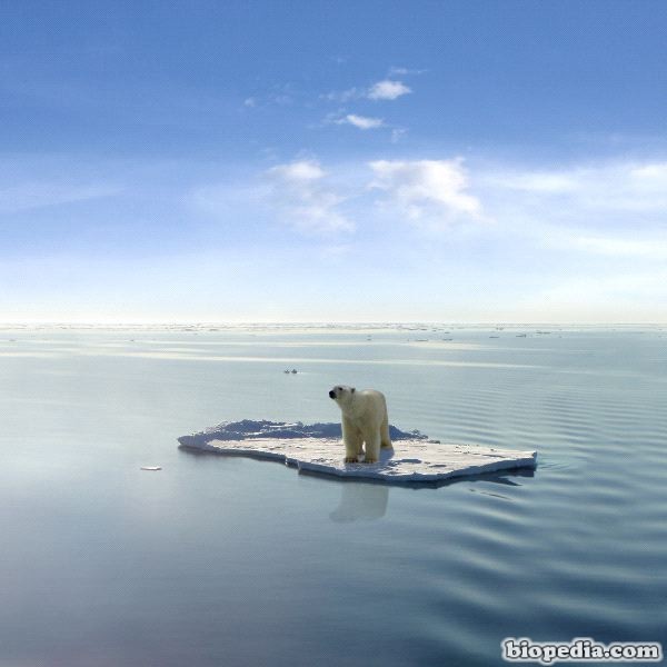 foto de oso polar