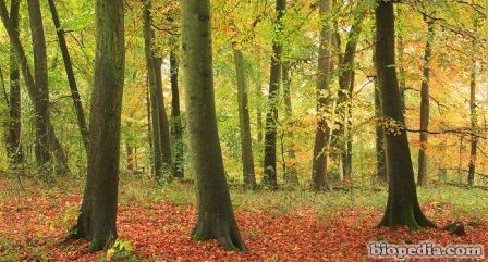 Bosques de Wytham