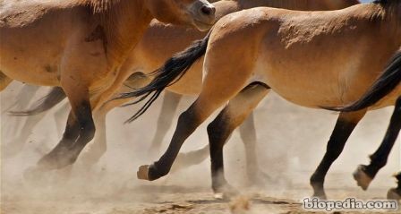 Caballo de Przewalski