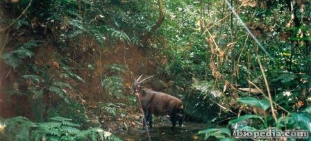 Saola