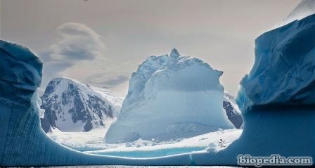 antartico